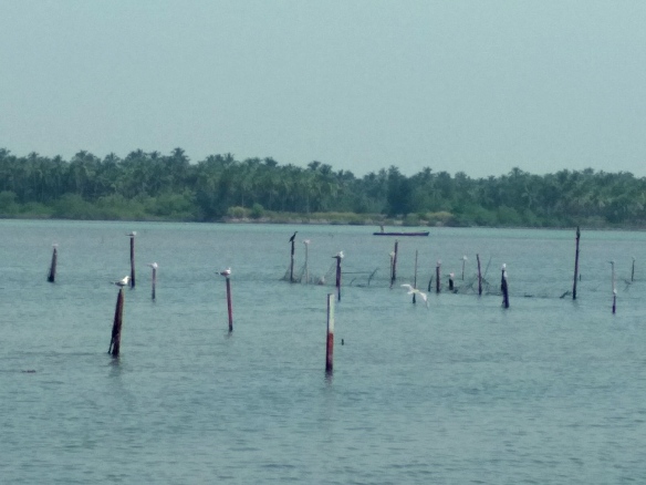 seagulls panchgangavali river